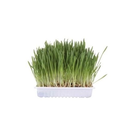 Trixie cat grass 100g bolsa 4236