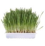 Trixie cat grass 100g bolsa 4236