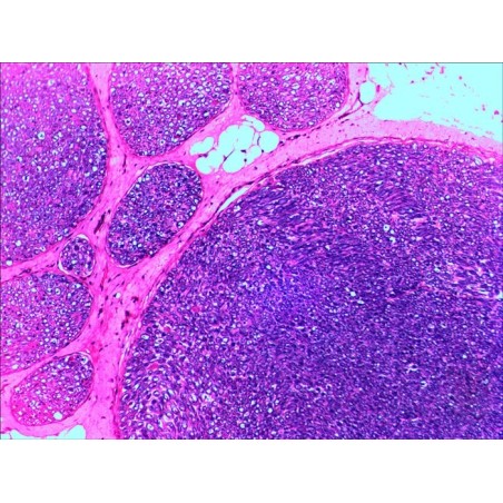 Levenhuk n20 ng vidrio portaobjetos de microscopio