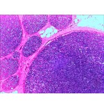 Levenhuk n20 ng vidrio portaobjetos de microscopio