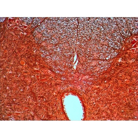 Levenhuk n20 ng vidrio portaobjetos de microscopio