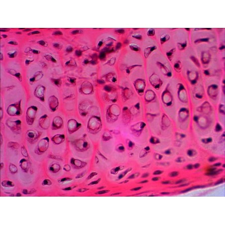 Levenhuk n20 ng vidrio portaobjetos de microscopio
