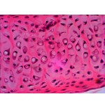 Levenhuk n20 ng vidrio portaobjetos de microscopio