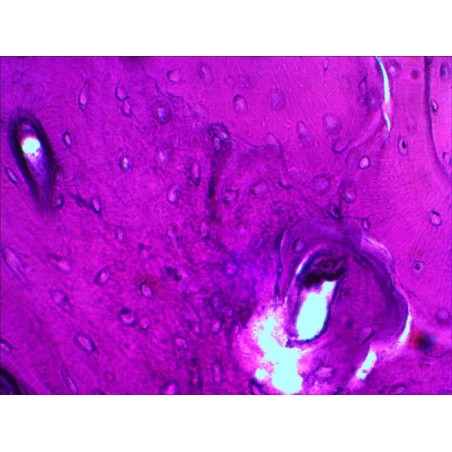 Levenhuk n20 ng vidrio portaobjetos de microscopio