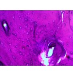 Levenhuk n20 ng vidrio portaobjetos de microscopio