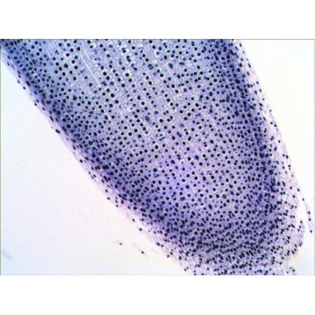 Levenhuk n20 ng vidrio portaobjetos de microscopio