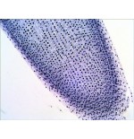 Levenhuk n20 ng vidrio portaobjetos de microscopio