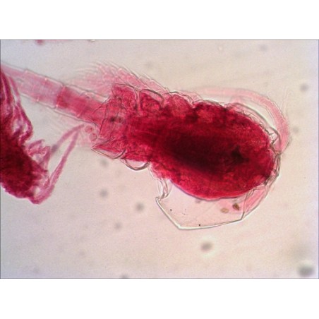 Levenhuk n18 ng preparatenset vidrio portaobjetos de microscopio