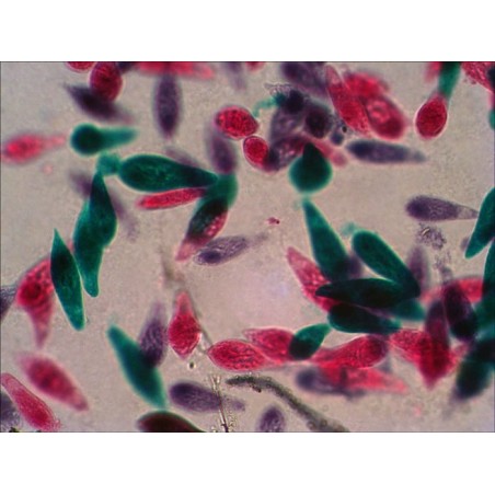 Levenhuk n18 ng preparatenset vidrio portaobjetos de microscopio