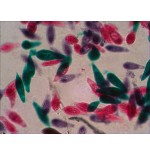Levenhuk n18 ng preparatenset vidrio portaobjetos de microscopio