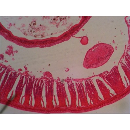 Levenhuk n18 ng preparatenset vidrio portaobjetos de microscopio