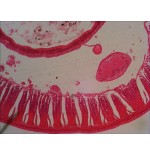 Levenhuk n18 ng preparatenset vidrio portaobjetos de microscopio