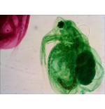 Levenhuk n18 ng preparatenset vidrio portaobjetos de microscopio