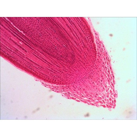 Levenhuk n18 ng preparatenset vidrio portaobjetos de microscopio
