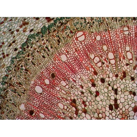 Levenhuk n18 ng preparatenset vidrio portaobjetos de microscopio