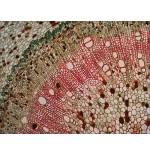 Levenhuk n18 ng preparatenset vidrio portaobjetos de microscopio