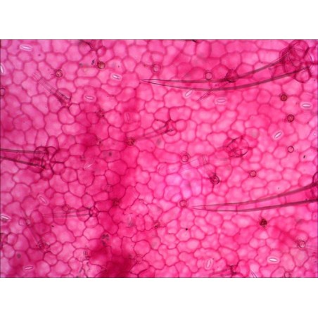 Levenhuk n18 ng preparatenset vidrio portaobjetos de microscopio