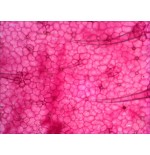 Levenhuk n18 ng preparatenset vidrio portaobjetos de microscopio